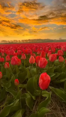 Nature's masterpiece 🌸🌅 #NatureLovers #SunsetVibes #FlowerMagic
