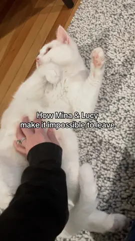When the cats make it impossible to leave 🥹 (feat. Mina and Lucy) 😻😻 #cats #catsitter #whitecat #beautifulcats #adorable 