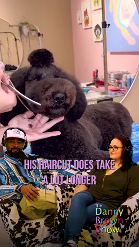 Straight back to the shelter. #TheDannyBrownShow 130 with #AdrienneIapalucci #doggrooming #comedy #poodle