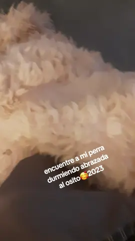 #paratiiiiiiiiiiiiiiiiiiiiiiiiiiiiiii #amor #argentina #mex #amorperruno  #perros #osito 