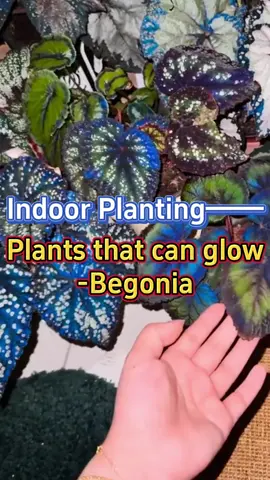 #houseplants #garden #indoorgarden #plants #begonia #indoorplants #homegarden #planting #gardening #gardening101 #homeplants 