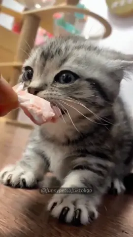 It’s time to eat🥰🐈 #cat #cats #cutecat #catlover #fyp #fypシ #foryou #funny #foryoupage #funnyvideos #funnycat #funnyanimal #kitty 