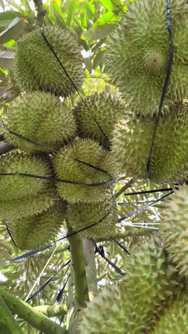 Thực tế, làm đi. #Anhkysu #vuonnhaem #180gocmonthong #nghichvusaurieng 