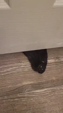 sneak attack #blackcat #blackcats #blackcatenergy #catsoftiktok #blackcatsoftiktok 