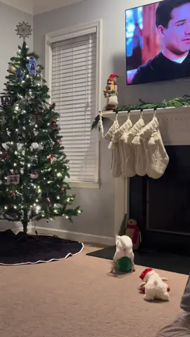 christmas spirit going crazy in this household #christmas #dogsoftiktok 