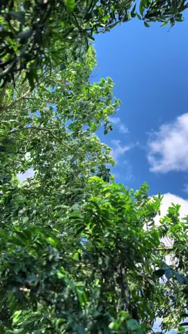 This kind of a Nature Fresh Air 🌿🌳🕊️ #naturelover #naturefreshair 