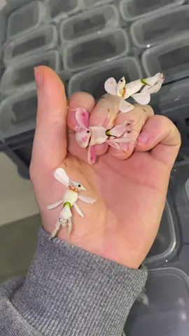 They are so beautiful 