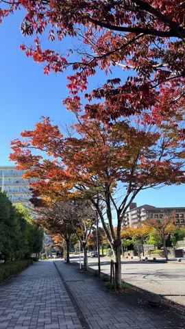Its cold today…Aki is my fav season in japan… #japan #aki 