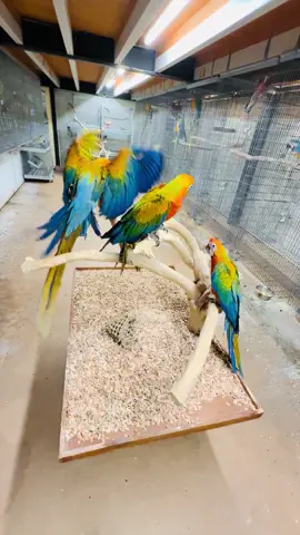 yellow hybride macaws 2024 #birdexport #parrots #cockatoos #macaws #conure 