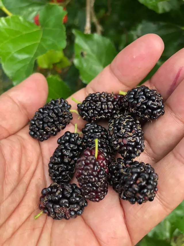 #foryou #fyp #pinlaung #travrllife #holidays  #Mulberries  #benindtheleaffarm #douthernshanstate #myanmar #asian #savetheworld  Mulberries are rich in antioxidants that improve the functioning of the blood vessels by dilating them. This leads to a free flow of blood from the heart to other parts of the body thus ensuring blood pressure control. Mulberries are rich in iron and the presence of iron encourages the production of red blood cells.