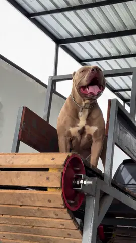 LOLI SI TANPA KUPING  #treadmill  #dieselpower  #sounddiesel  #fyp  #fyppppppppppppppppppppppp  #fypdong  #pitbull  #viral  #Pitbull #PitbullLove #PitbullLife #DogsOfTikTok #PitbullsOfTikTok #FYP #ForYouPage #DogLovers #PetTok #PitbullPower #PitbullNation #Doggo