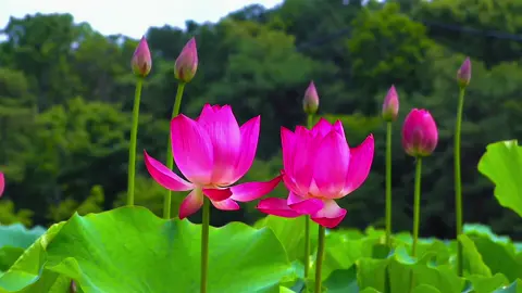 Cánh Đồng Sen Nở Rộ Đẹp Như Mơ#sen #hoasen #đôngsenthapmuoi #thápmuoidongthap #hoasendep #đồngthapsadec #canhdongsen #gòthapquetoi #đôngsengothap #ngắmhoasenohan #muasenno2024 #diemdulichdongthap #sendongthap #datsenhongdongthap 
