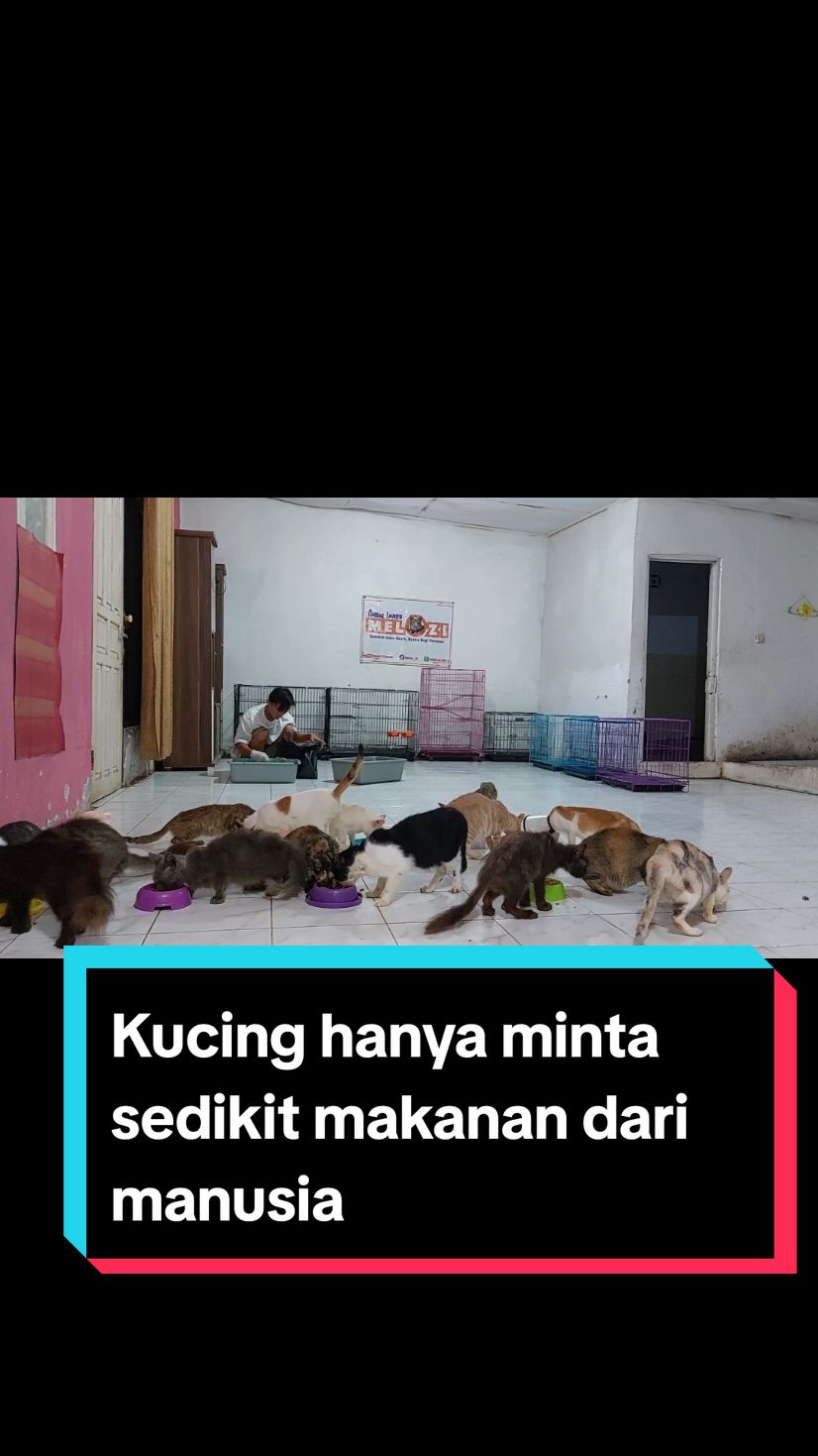 Kucing hanya meminta sedikit makanan daei kita ,maka jangan sakiti mereka @catloves_official @catslover480 @catloverss20 #kucingyatim #kucingrescue #catlovers #kucingjalanan #kucingsedih #kucingdibuang #kucingpasar #catlovers #kucingtiktok 