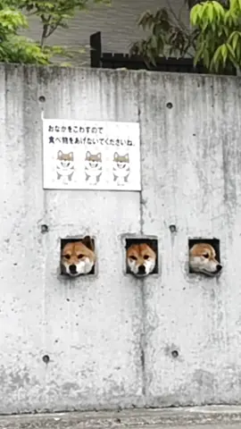 Shimabara 3 Shiba Inu 🐕🐕🐕#tiktok #foryou #cute #dog 
