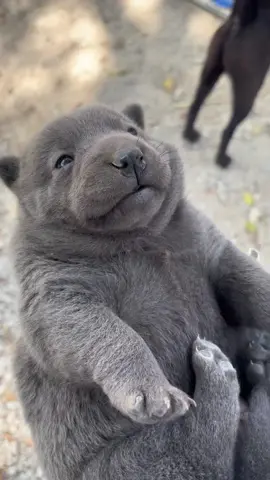 Cưng thế này thì ai chịu nổi #cute #cutedog #funnydog #nghiencunco 