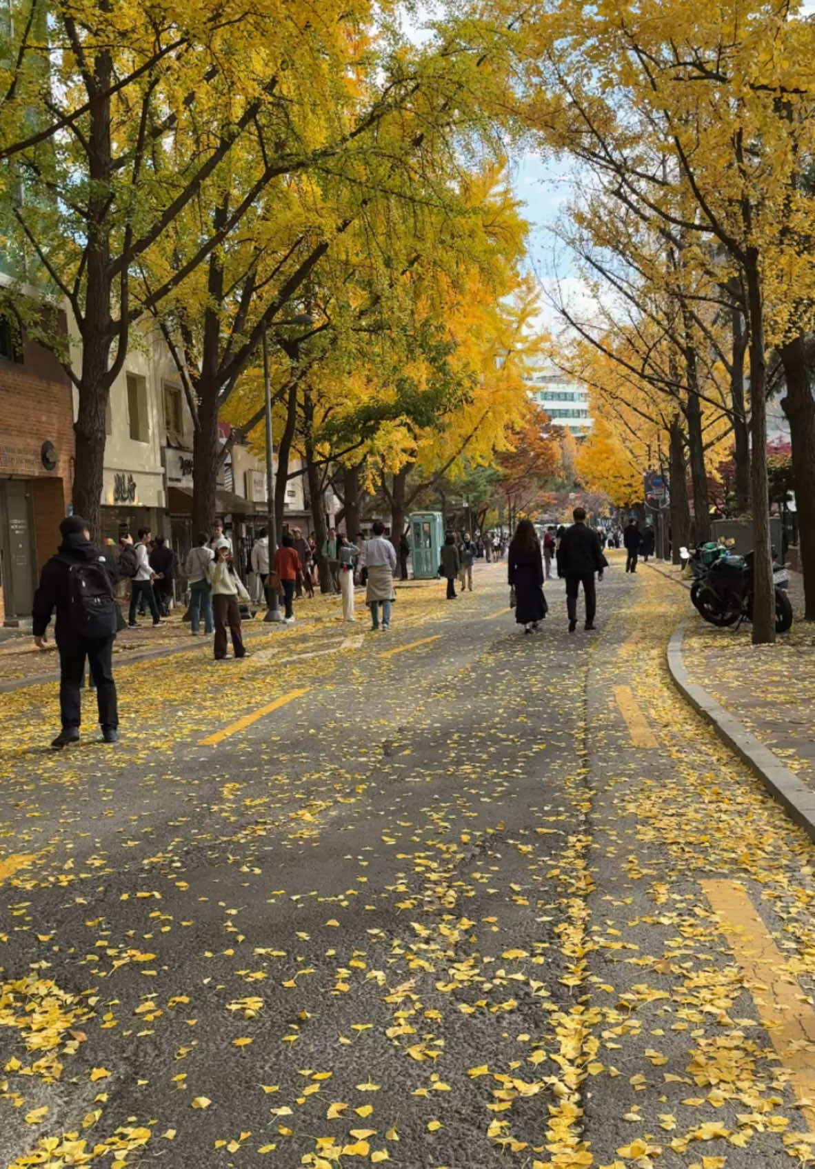 Golden leaves ( 11/16/24 )🍂🍂🍂                                    #seuolmysoul #seoul #seoullife #fallfoliage #가을 #autumnvibes #seoultravel #autumn #ginkotree #southkorea #은행나무 #은행나무길 