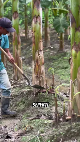 Perawatan perkebunan pisang #pertanian #pertanianmodern #petanipisang #kebunpisang #tipsberkebun