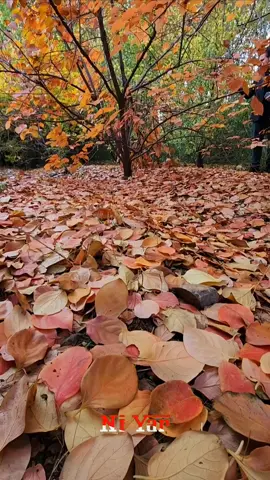 #hesensherif #niyar #kurdistan #kurdikurmanji #kurdisorani #sormancî #niyarkurdî 