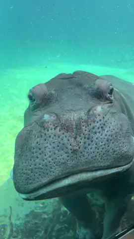 Hippo Under Water