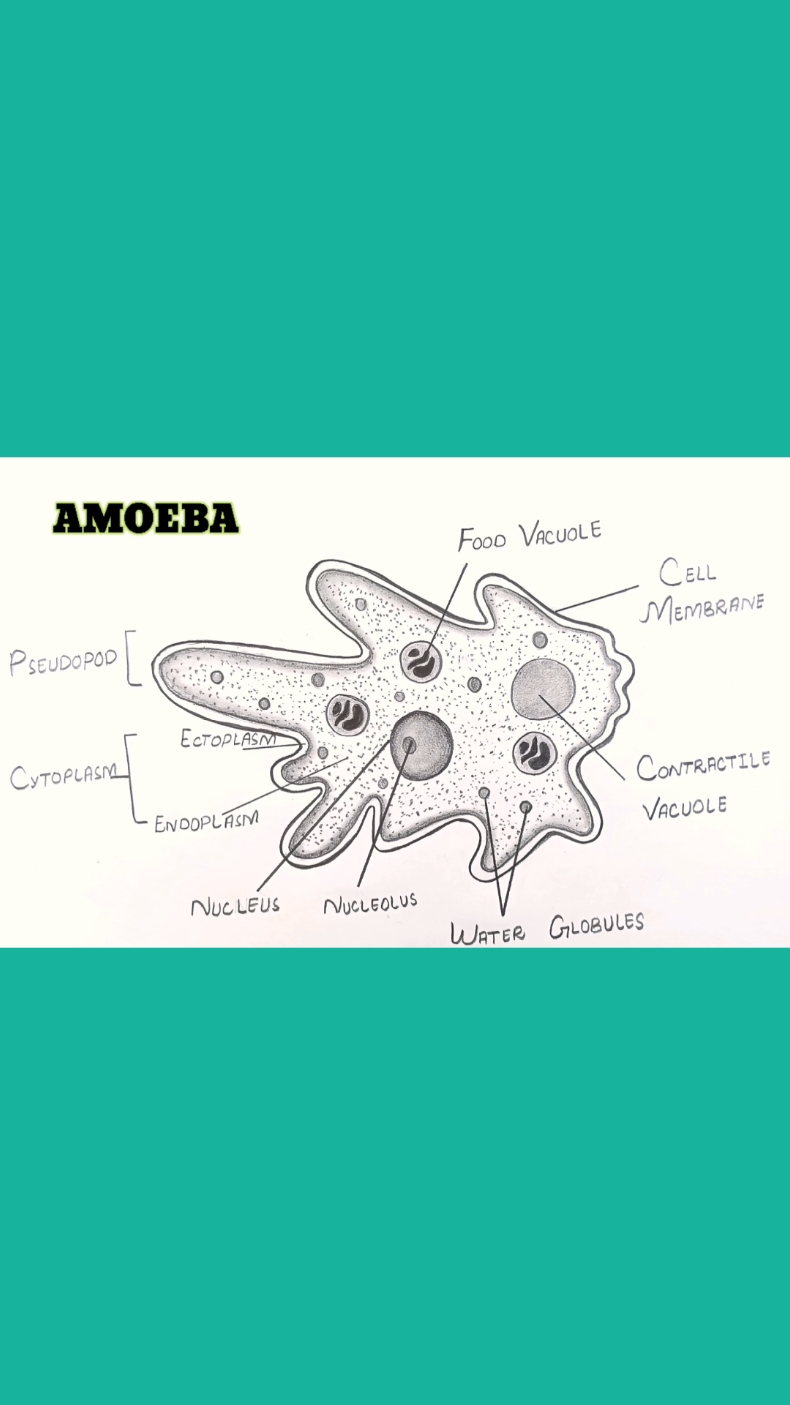 AMOEBA DIAGRAM  #jeshart #viral #art #foruyou #foruoupage #sciencediagram #amoeba #uk #trending 