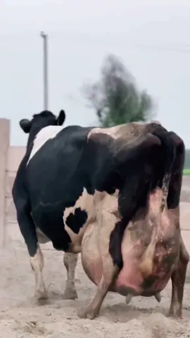 Highest Milking Cow | HF Cow #farming #milkingcows #pkjanwarmandi 