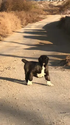 Azın ne kadar çok olduğunu yok bilir // #anadoluçobanköpeği #karakırçılkangallar #kangal #anadolucobankopegi #kangal_tr #dog #keşfetteyiz #kangalsevenler #köpek #keşfet #DOG 
