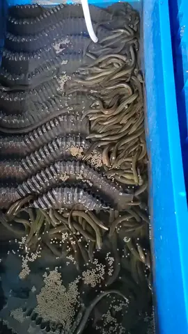 Cho lươn ăn thức ăn viên nước trong hơn #nuoiluonkhongbun #longaqua #nuoica #nuoiluon #thucanchannuoi