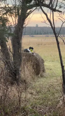 Meowdy purrtners. Jack Spicer complained so much about going to the woods and then was sooooo excited about the actual woods 😂  #cat #cattokers #tuxedocat #cattok #catwalks #catsoftiktok #zoomies #kittycat #catlovers #catvideos #cats #catvideos 