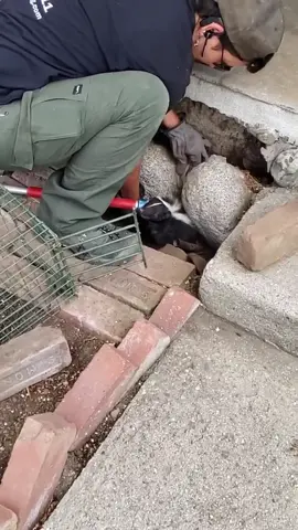 Kind man rescues a stucked skunk and adopts it #animal #rescueanimals #animallover #animalsoftiktok #skunk 