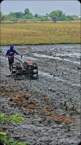 uasik woo😜 #petaniindonesia🇮🇩🇮🇩🇮🇩🌿🌿 #petanimuda #traktorsawah 