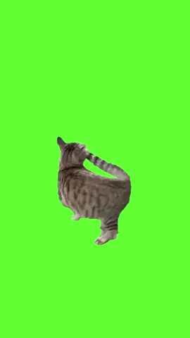 spinning cat  #spinningcat #cat #greenscreen #fyp #fypシ゚ #spinning