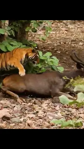 #tiger #wildlife #amazinganimalsworld #tiktok #recommendedforyou 