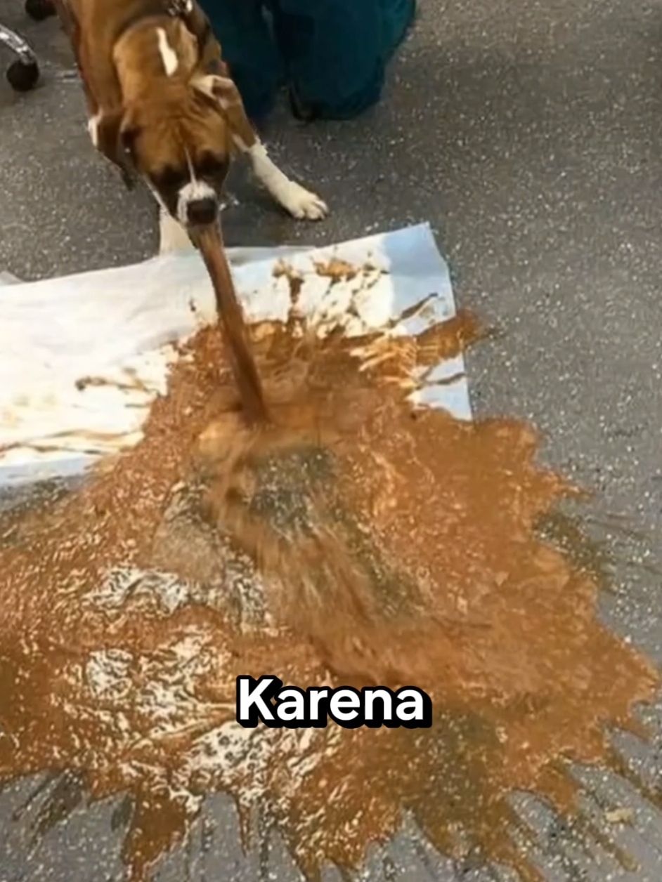 Coklat Berbahaya Untuk Anjing