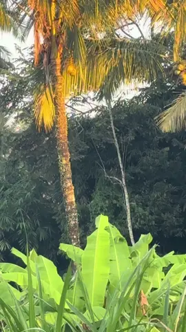 Joss point ayam hutan di pagi hari🔥#berburu#berburuayamhutan#bedilerindonesia🇮🇩#fypシ゚ 