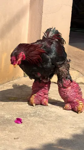 Siêu phẩm biếu tết 2025 gà thuần chủng chân to như viên gạch#1 #xuhuong #viral #xuhuongtiktok #fyp 