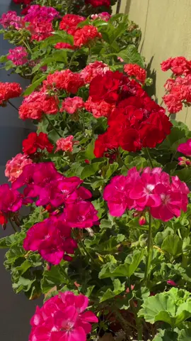 #fyp #foryoupage #tiktoknepal #flowerlover #sirjana323 