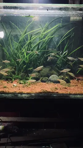 Daripada digoreng, masukkin tank ajah 😅 #aquascape #waderpari #wadercakul #aquascapeindonesia #aquascaper #aquascapemini #aquascapelowco2 #aquascapepemula 