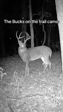 If only we could hunt at night… #fyp #fypシ #deerhunting #deer #hunting #wildlife #Outdoors #huntingseason #midwest #missouri #whitetaildeer #funny #entertainment 