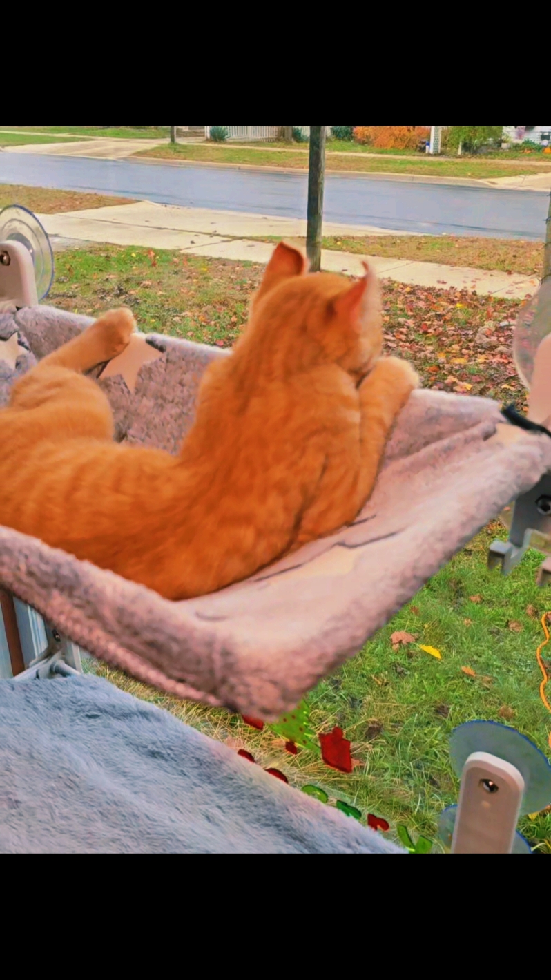 XL cat window hammock! Glow in the dark stars. Super soft and cozy! Folds up and down. Easy to put together. Black Friday sale now! #catwindowhammock #catwindowbed  #cathammock  #catbed  #blackfridaydeals #blackfriday 