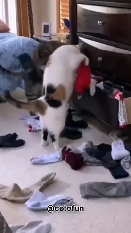 Funny cats 🤣 #funny #catfun #funnypets #cattiktok #foryou 