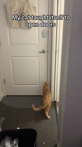 He probably went to go break into merry’s room #orangecatbehavior #catsoftiktok #fyp
