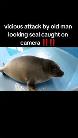 he's so stupid I love you niko toba #seal #seals #focas #nikotheseal #nerpa #baikalseal #tobaaquarium 