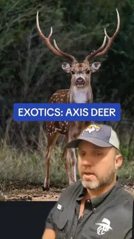 Deer hunting in the US #axisdeer #whitetaildeer #deerhunting #exoticgame #exotics #hawaii #texasexotic #jamesbigleyranches