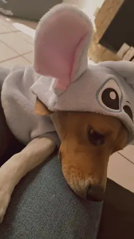 No le gustaa🥺 #beagle #beaglepuppy #beagles #fyp 