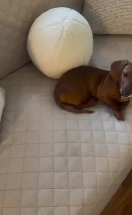 Essa capa de sofá era tudo que eu precisava 🥰#achadinhos #sofa #decoracao 