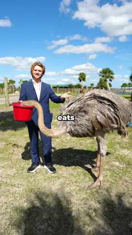 Which Animals Eats The Best Food? Thank you Wild Florida for letting me film with these awesome animals! . . . #animals #cute #dancookedit 