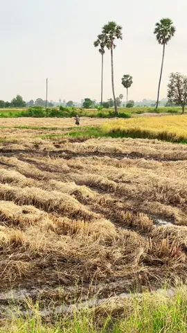 ចាំបានទេ នៅក្មេងព្រឹកៗទៅស្រែ លឺមេក្រូល្វើយៗពីគ្នុង