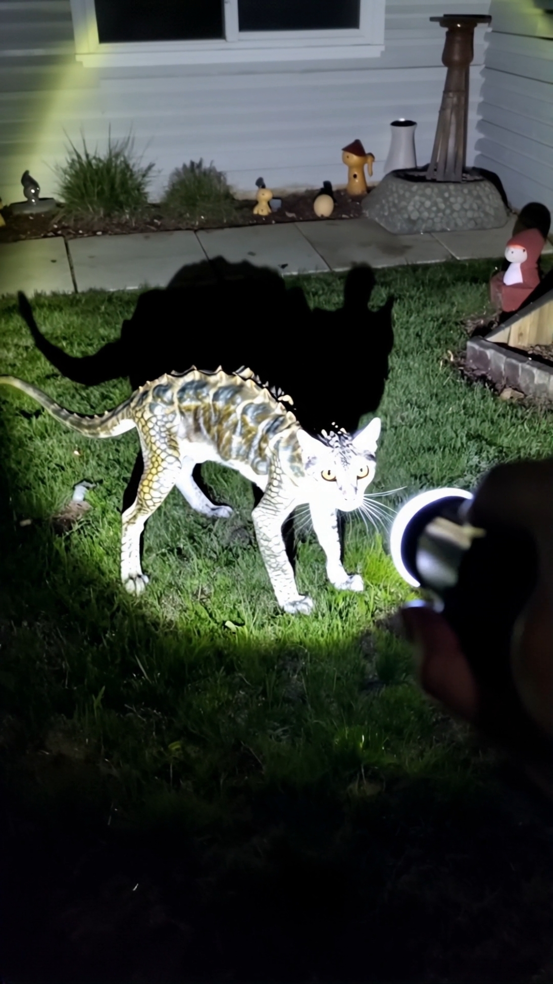 Cat reptile #creepy #weird #creepypets #strange #creative #aliens 