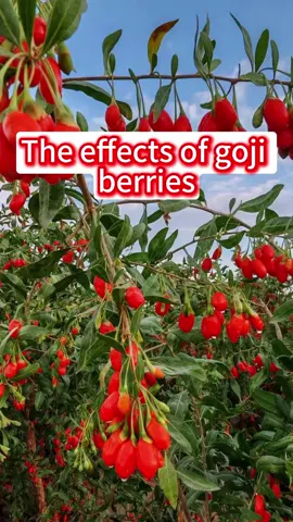 Goji berries can resist aging#goji#health#juvenility