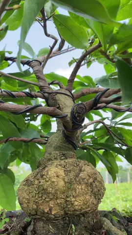 Hẹn Xuân này toả sáng #maivangphicuong #maivangmiennam #maivangmientay #maivangbonsai #maigiaothuduc #xuhuớng #maivang